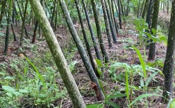 魔芋种植技术视频，新手能学会吗？