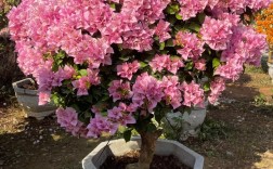 三角梅粉花品种是什么？