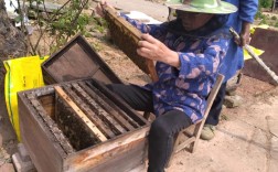 蜜蜂土蜂养殖技术视频哪里看？