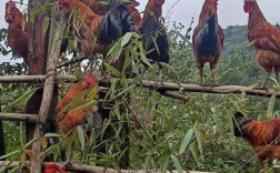 山林放养土鸡，关键技术有哪些？