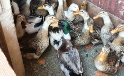 最大最重的肉鸭品种