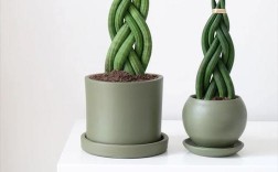 虎皮兰哪个品种好看又值钱？