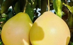 梅州市农科院育出啥柚子新品种？