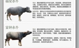 水牛品种分两种？具体是哪两种？