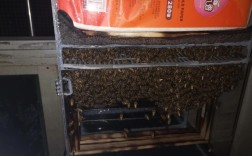 养殖中华蜜蜂过箱技术