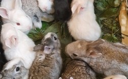 养殖兔子技术视频哪里能下载？