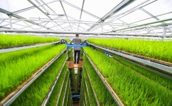 高产水稻种植技术视频里，新手能直接学会的密植与病虫害防治关键点有哪些？