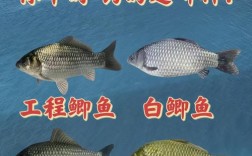南方鲫鱼什么品种好呢