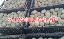 大量上门收购鸭蛋价格