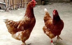 什么鸡产的蛋最好吃？