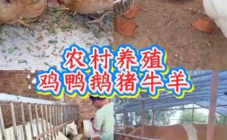 农村养殖技术哪个最赚钱？