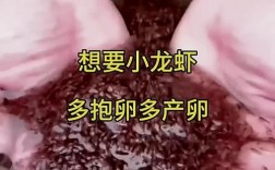 小龙虾苗繁殖技术要点有哪些？