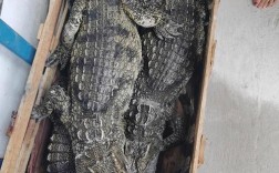 养殖场的鳄鱼是什么品种？