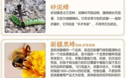 什么中蜂品种适合养强群？