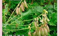 黄芪亩产价格多少？何时种植最合适？