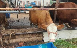 西门塔尔牛分哪些品种？