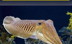 虎斑乌贼养殖技术难点突破与高效养殖模式如何优化？