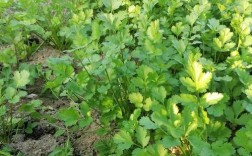 秋季香菜种植技术视频有哪些要点？