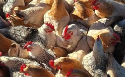 什么品种母鸡产蛋大？