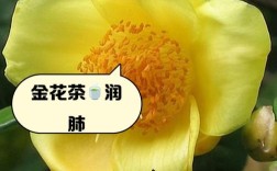 茶花品种金镶玉有何独特之处？