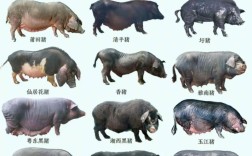 生态猪具体指哪些品种？