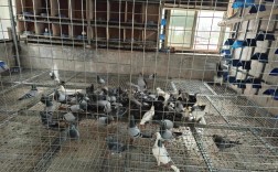 最新鸽子养殖技术视频有哪些要点？