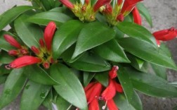 口红吊兰不开花是品种问题吗？