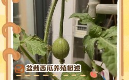 西瓜视频养殖技术靠谱吗？