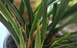 墨兰会引发过敏吗？