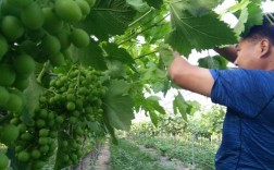 红提葡萄种植技术视频怎么学？