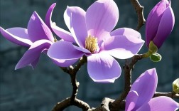 玉兰花有哪些独特形态与品种？