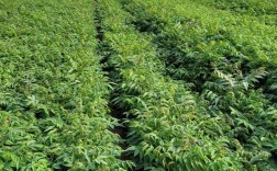 香椿育苗种植技术视频有哪些关键步骤？