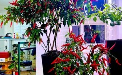 最好最贵的盆载辣椒品种