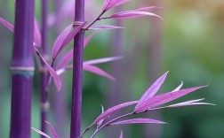 家养竹子品种有哪些？