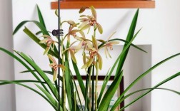 建兰小桃红品种有何特征？