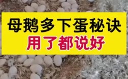 什么鹅品种下蛋量高？