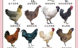 中国优良家畜品种有哪些？