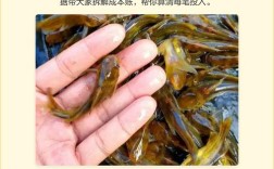 黄骨鱼养殖成本与关键技术有哪些？