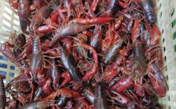 湖北监利龙虾直供价格多少？