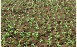 广州香菜品种有何特别之处？