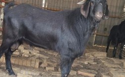 哪里的黑山羊品种最优质？