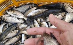 2025夏花鱼苗价格行情如何？