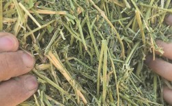 喂牛羊的草种到底有多少品种？