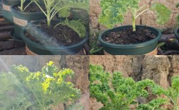 羽衣甘蓝盆栽如何矮化更有效？