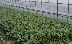 南方菜心种植技术视频