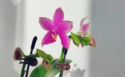 法国兰花有哪些常见品种？