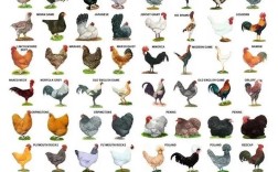 鸡的品种有哪些？附图片详解。