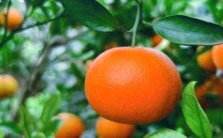 柑桔什么品种前景最好？