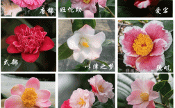 耐寒茶花品种有哪些？