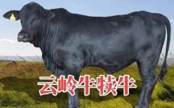 南方养牛，哪些品种更合适？